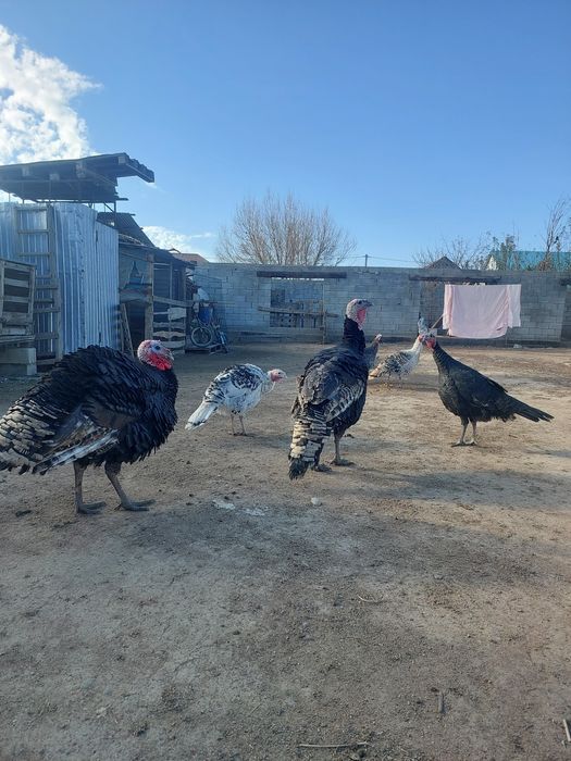 Туйе тауыктар сатылады