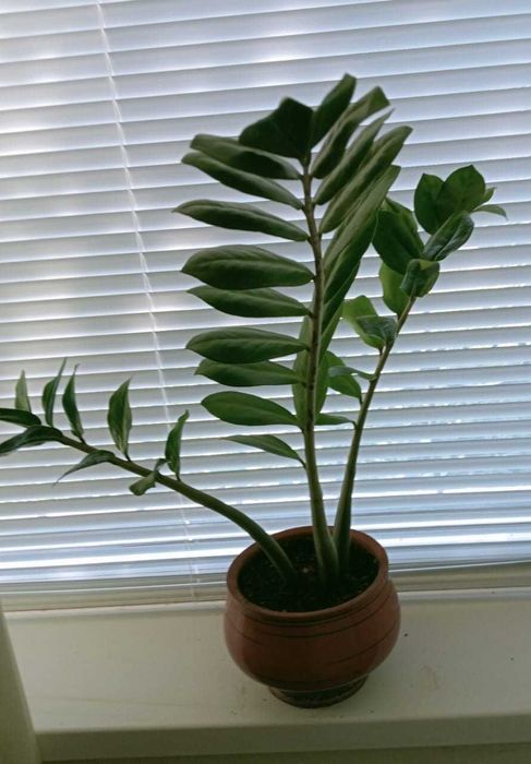 Домашние цветы Зачаганск