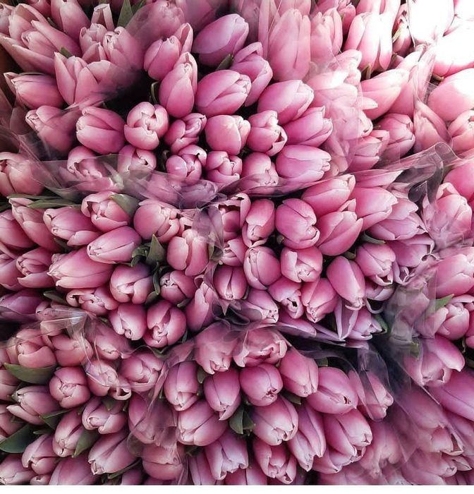 Тюльпаны оптом и в розницу