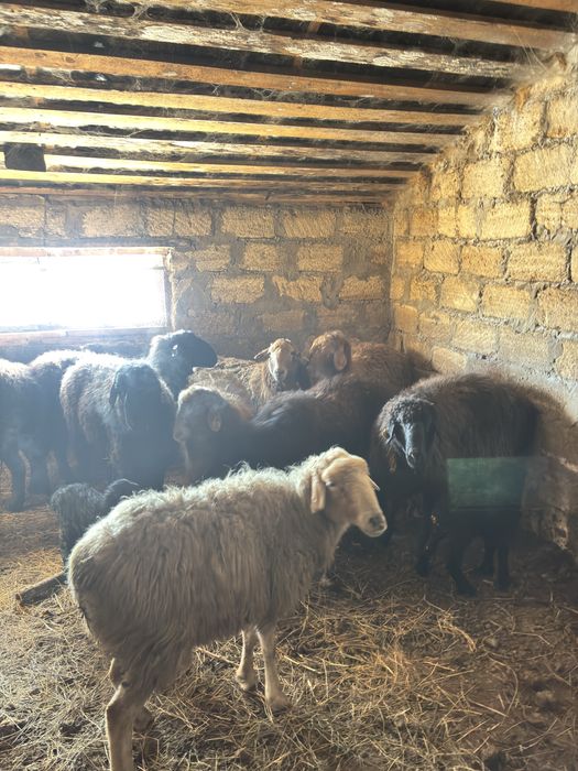 Продам баранов 90000