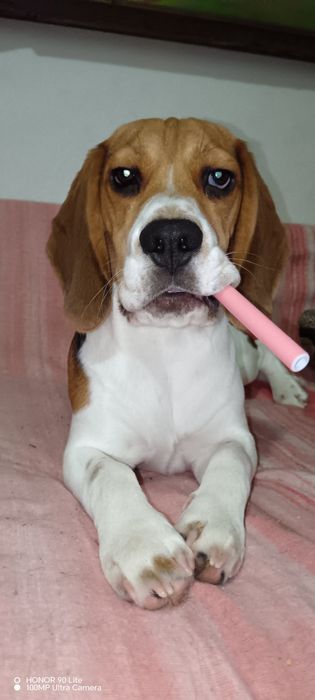 Cățel beagle mascul