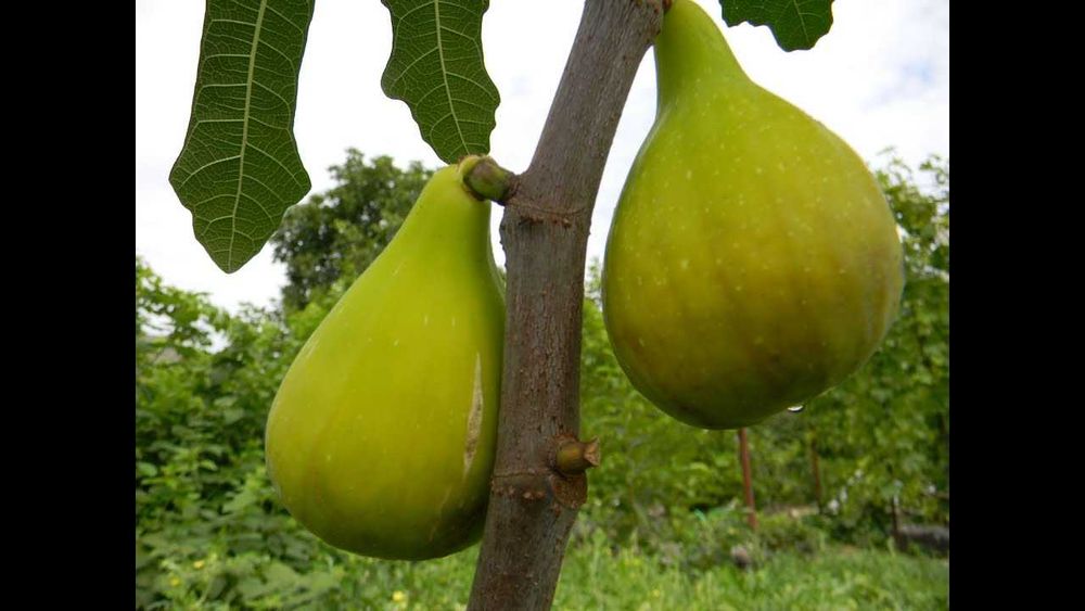 Разсад Смокини, Тайбери,Логанбери, Едра къпина без бодли ,