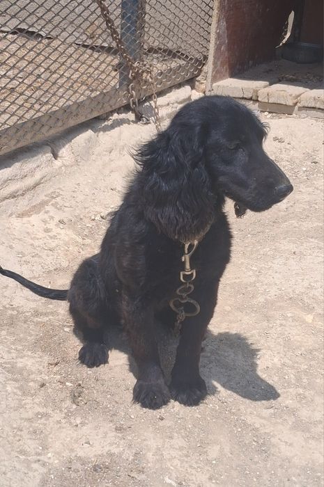 Спаниель Русский Охотничий