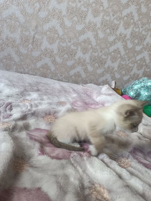 сиамские котятаа