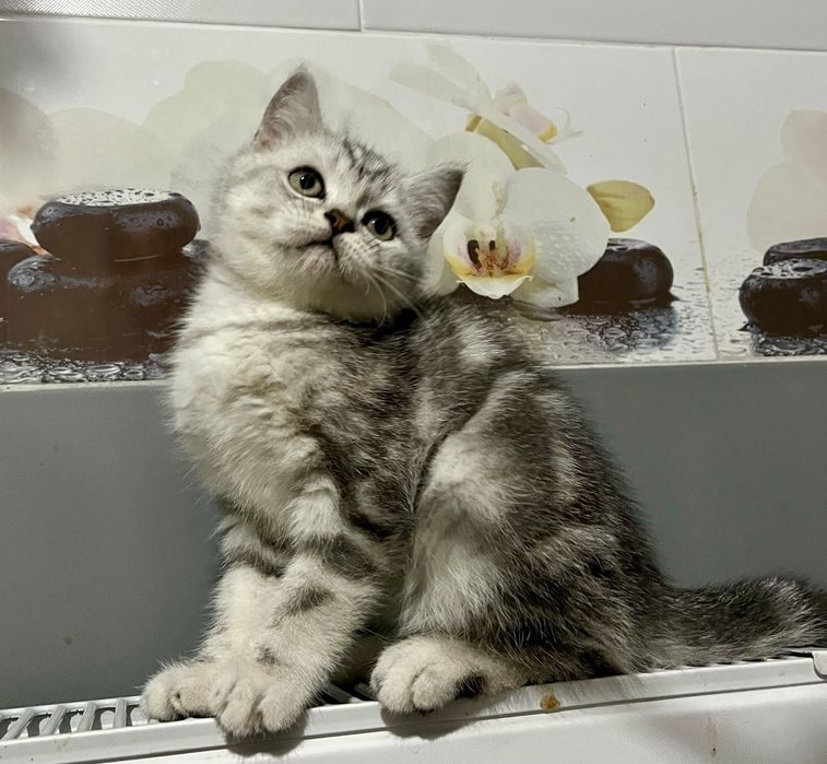 British shorthair tabby