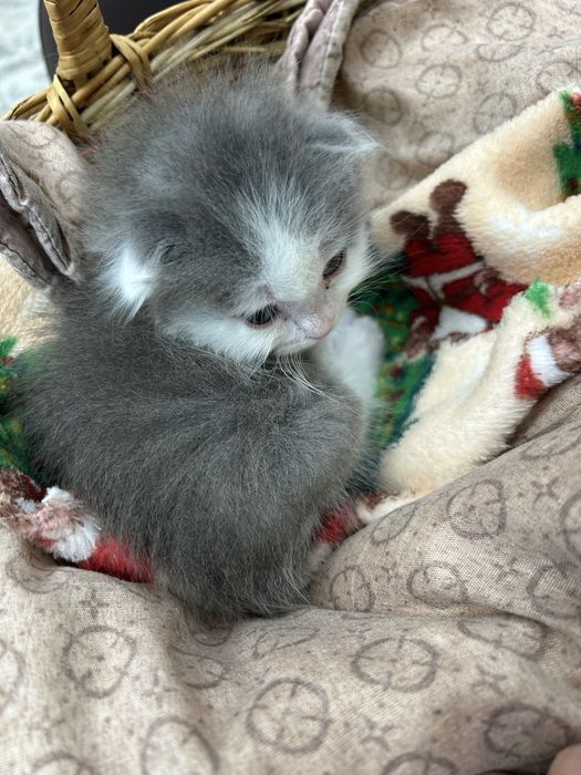 Отдам котенка в хорошие руки