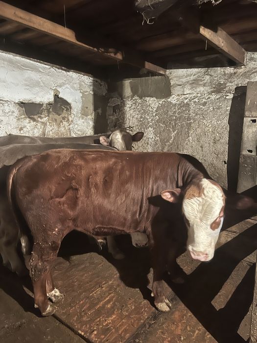 Продам мясо говядина