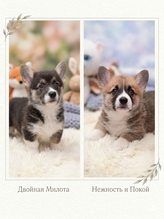 Щенки вельш-корги пемброк!