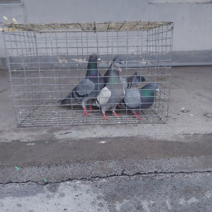 Сизи уди 2 самка 2 самец игра разные