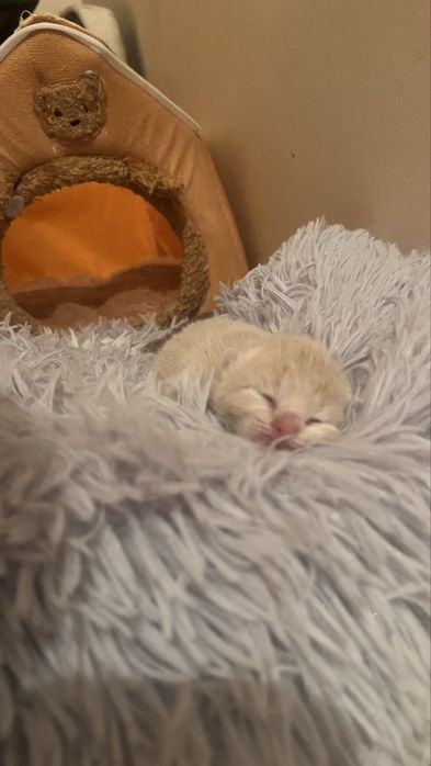 Котята от британца