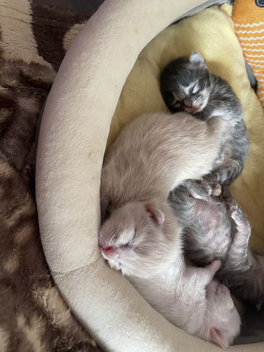 Продам вислоухих котят