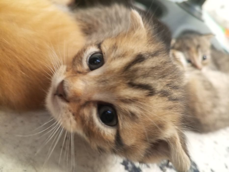 Котята в хорошие руки
