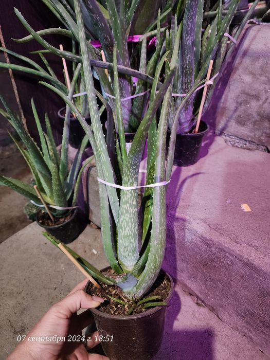 Продам Алоэ Вера 5 лет