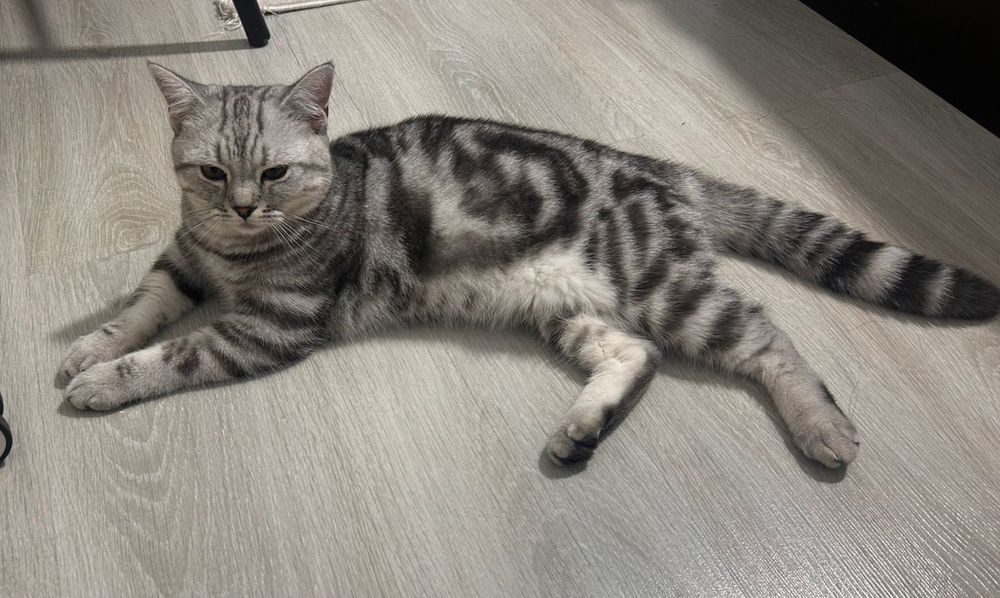 Отдам в хорошие руки