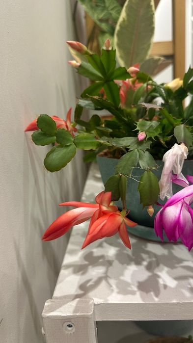 Продам микс "декабристов", 6 разных