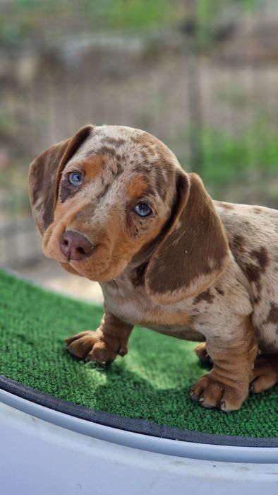 Pui tekel pitic ( iepurar)