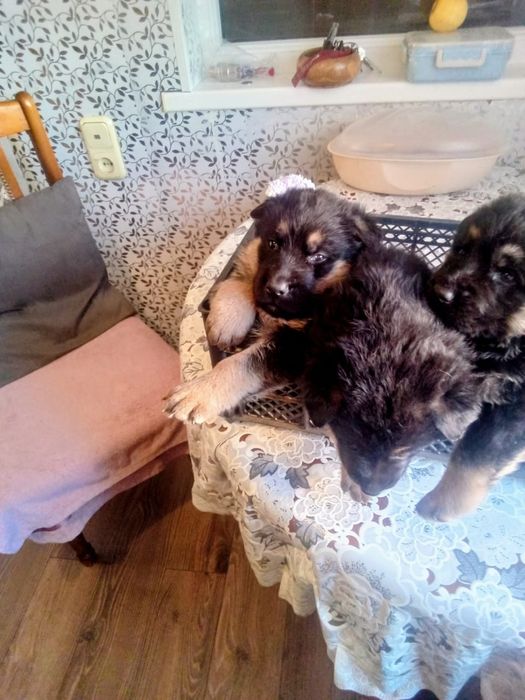Продаю щенков овчарки