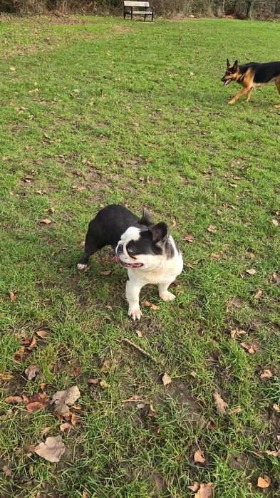 French bulldog for new home