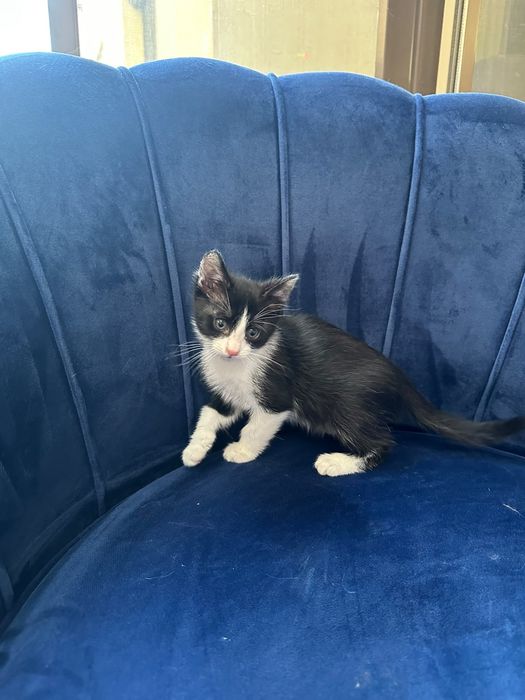 Pisicut baietel de dat spre adoptie.