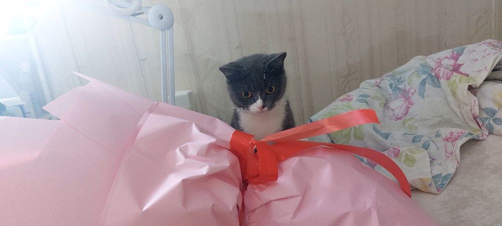 Кошку в добрые руки