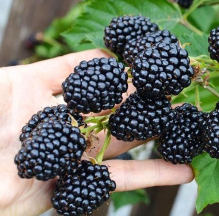 Ежевика сорт  Loch Ness  Лох Несс