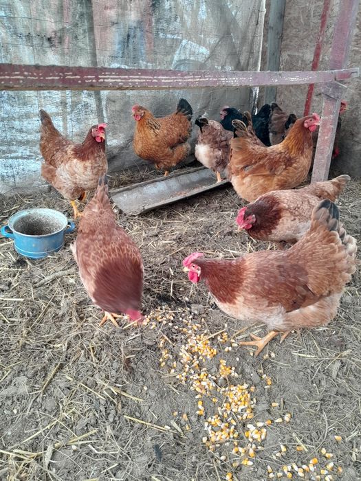 Gaini rasa mixta tinere 100lei