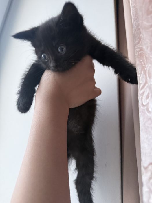 котенок породестые