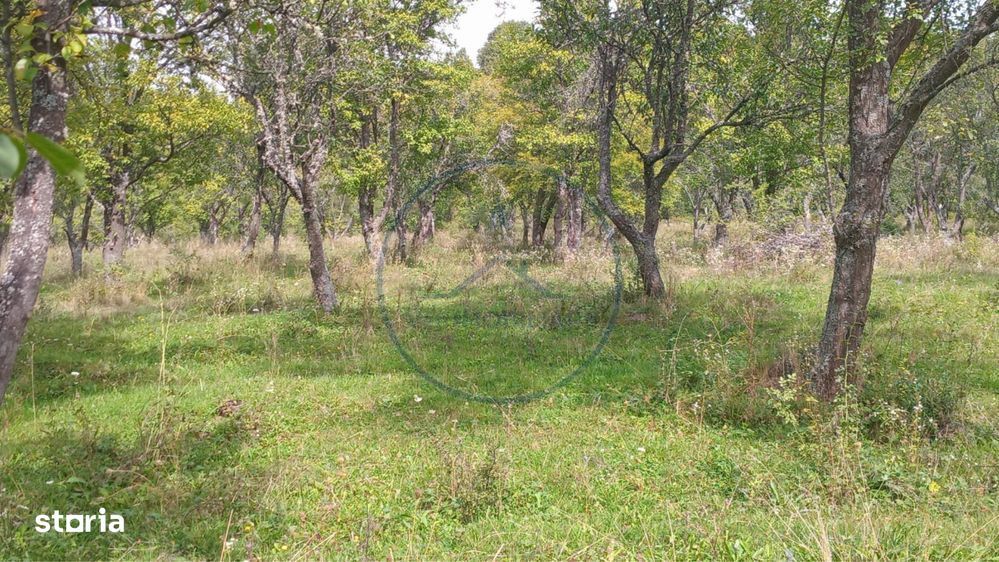 Teren extravilan 10.000 mp – Livada de pruni, Dorolea (15 km de Bist