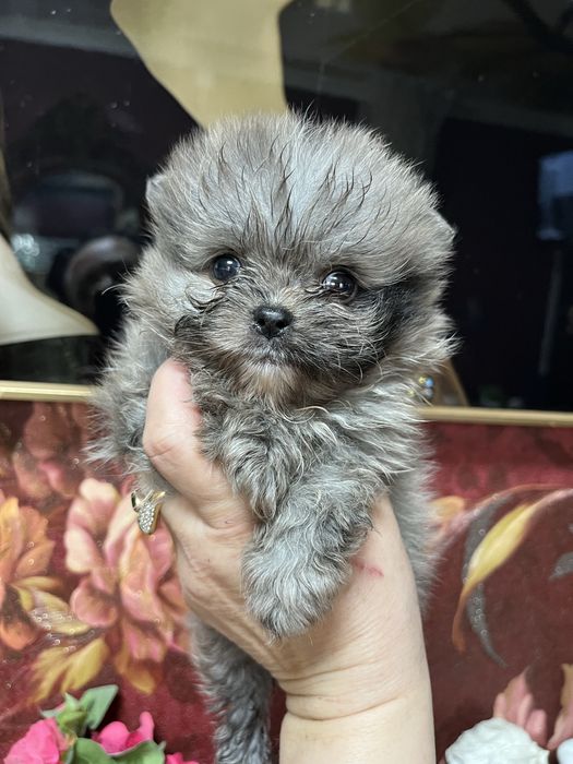 Мальчик шпиц в редком окрасе