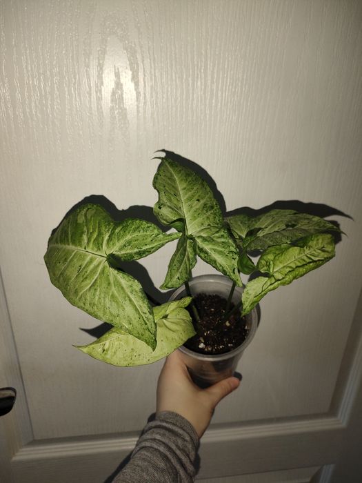 Цветы продажа петропавловск