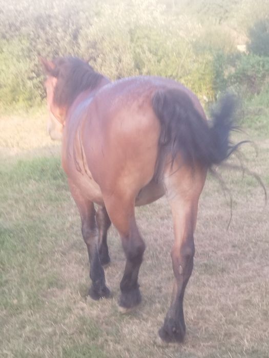 De vânzare iapa de 8ani cu mânz de 3 luni