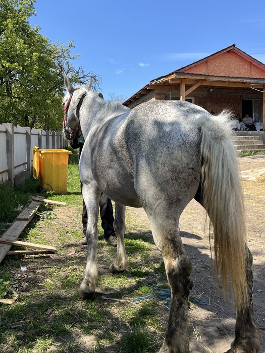 Vand o iapa cu acte
