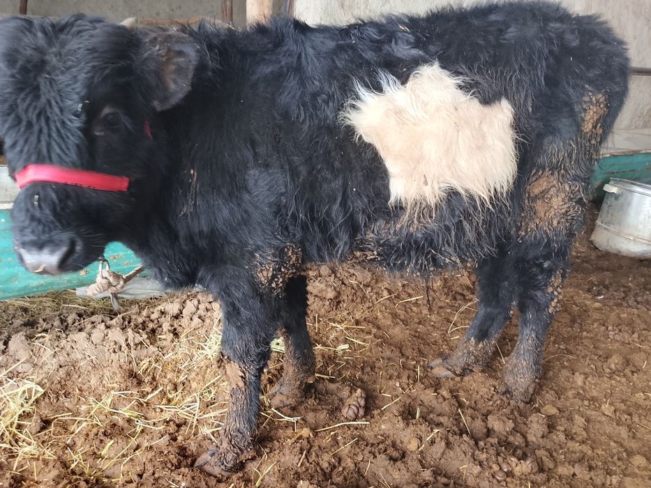 Buqanchalar sotiladi.  Birjoyaham beramiz  Yosh yosh sifat buqachalar