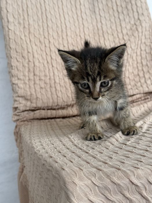 Отдам котенка в добрые руки