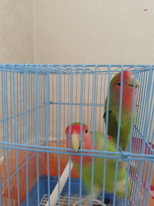 Продам папугай. Красивые.