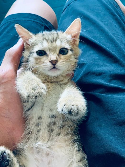 Рыжие котята !!!