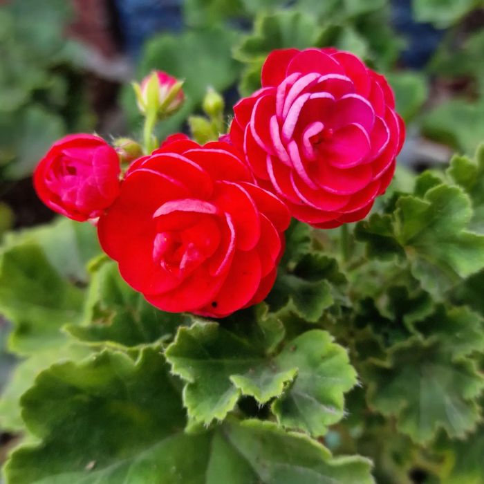 Пеларгонии в городе Абай