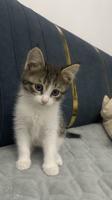 Мысык тегин беремин