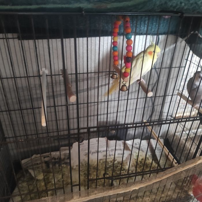 Птица папугай корелла