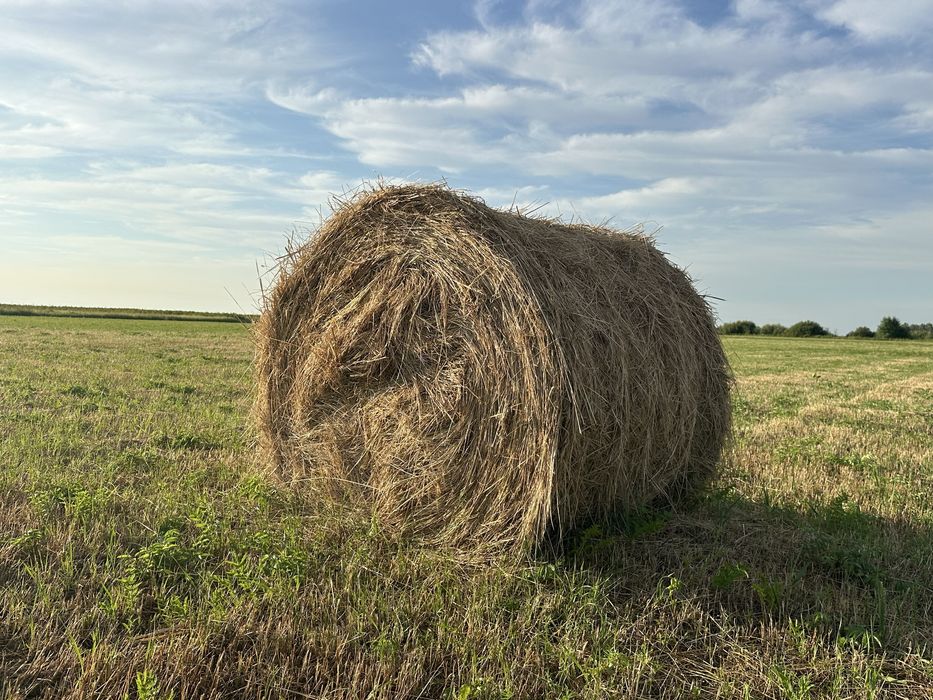 Продаю сено в рулонах