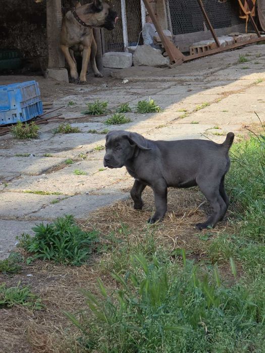 Кане корсо,Cane corso