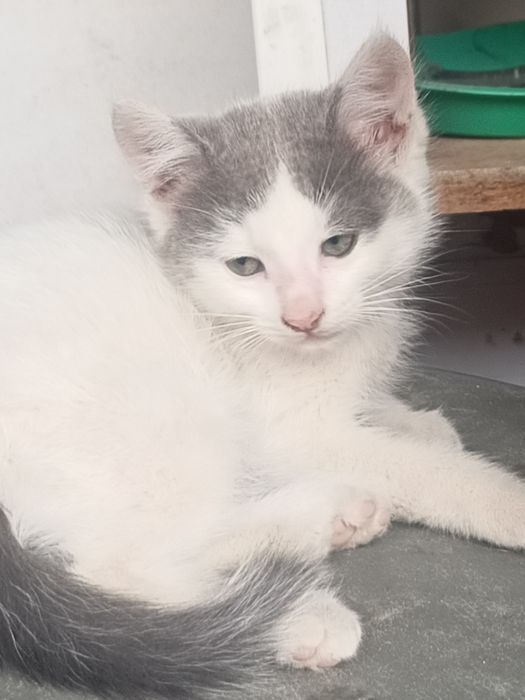 Котята 2 мальчика и 1 девочка бесплатно