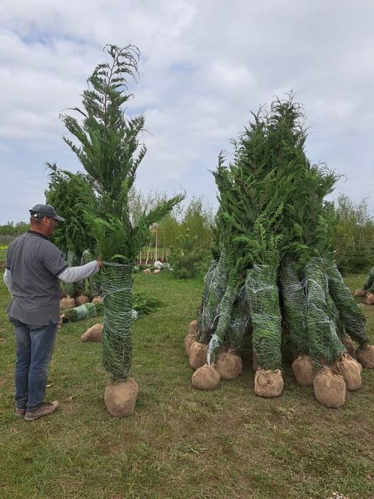 Vând tuia leylandii chiparos la oferta asiguram transport gratuit