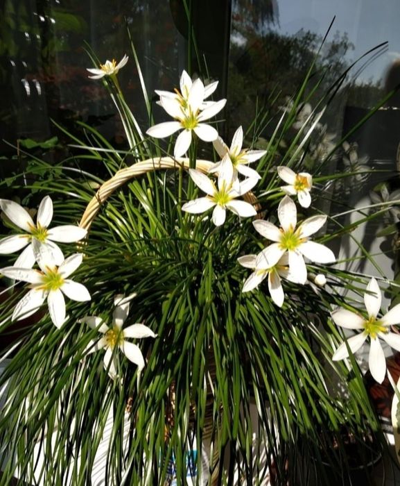 Продам цветы Зефирантес