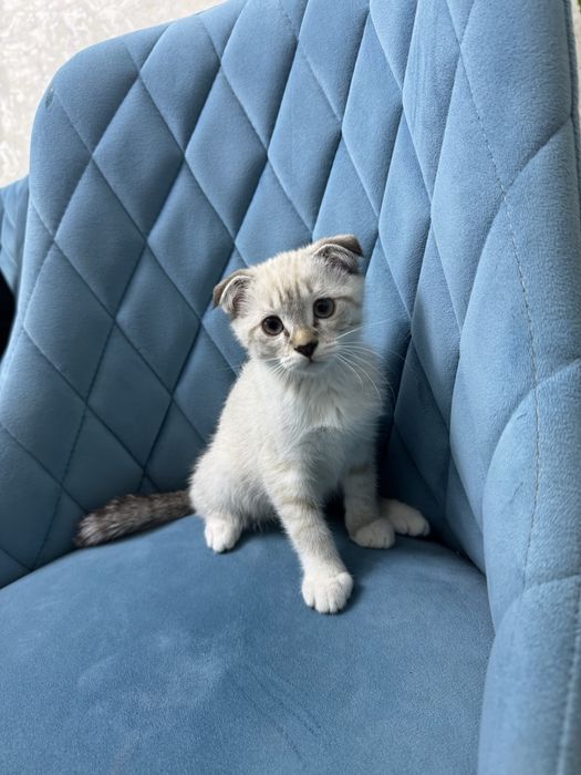 Продаю Котята Шиншиллы!