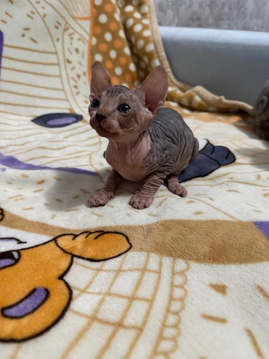 Котята Сфинкса 3 девочки 1 мальчик