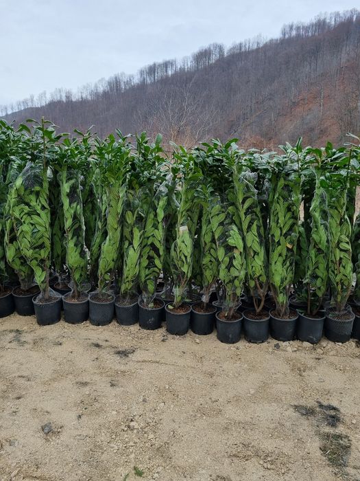 Laur englezesc pentru gard viu