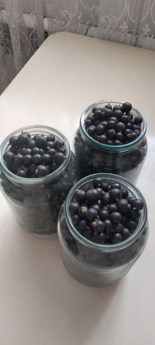Черная смородина продается