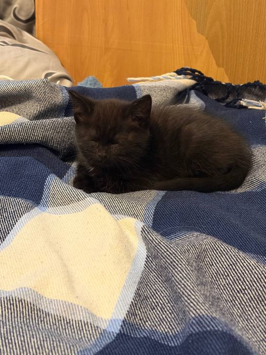 Черный котенок, мальчик