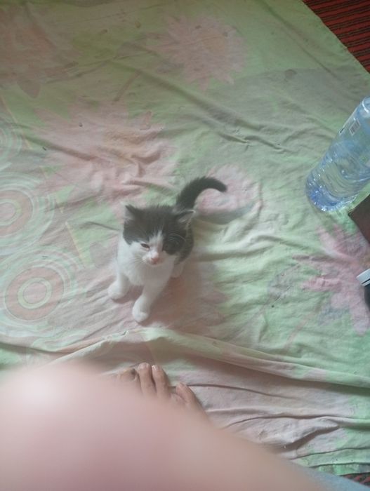 Котята бесплатно